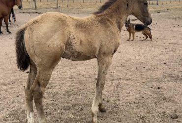 Stunning Buckskin Colt