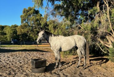 Young Solid OTTB mare looking for new career