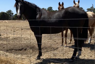 Black Quarter horse colt