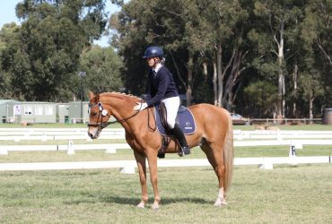 School master performance horse dressage and showjumping