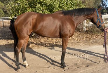 Very sweet natured young 6yo Mare. Loads of potential