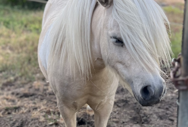 Shetland gelding