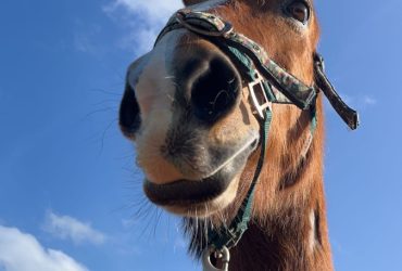 Cute pony looking for his new best friend