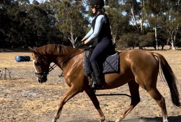 Easy Allrounder, Unraced Thoroughbred Mare