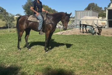 8 year old ASH Gelding for sale