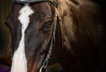 Beautiful Quarter Horse mare
