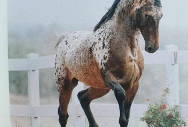 Outstanding breeding stallion