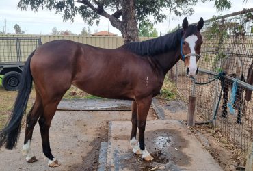 Double cross Maroon mare