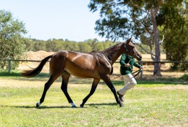 Australian Stockhorse filly by Thompsons Prophecy