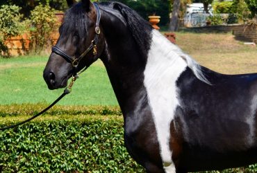 Friesian Warmblood Foal Available In Utero