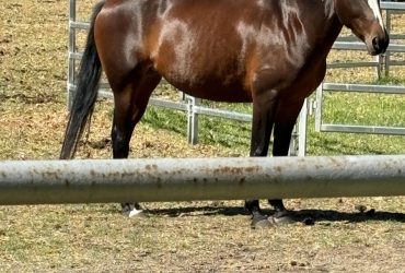 Lovely mare needing a fresh start, great trail riding horse, or companion.