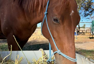 Chestnut tb gelding