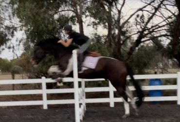 World Cup SJ potential