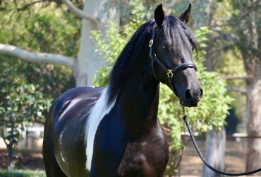Friesian x Oldenburg Foal Available In Utero