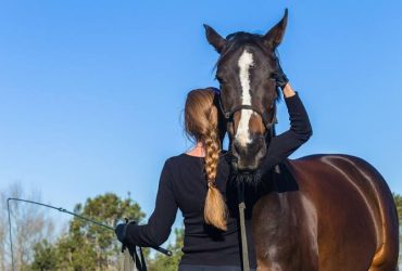 Horse and Pony Training