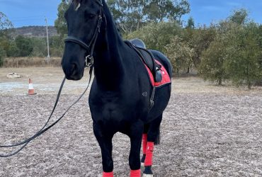 Stunning Friesian Warmblood