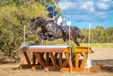 Exceptional eventing gelding