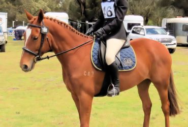 Cherrywell Captain  – A lovely gelding