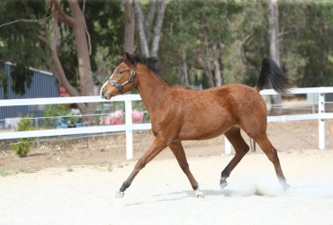 Future Star Dressage or Jumping Pony