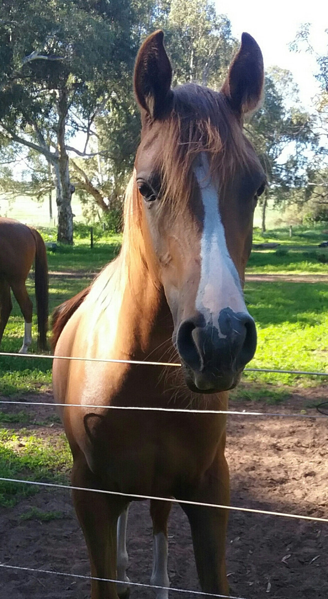Beautiful registered Anglo Arabian mare Cavalletti Equine Marketplace