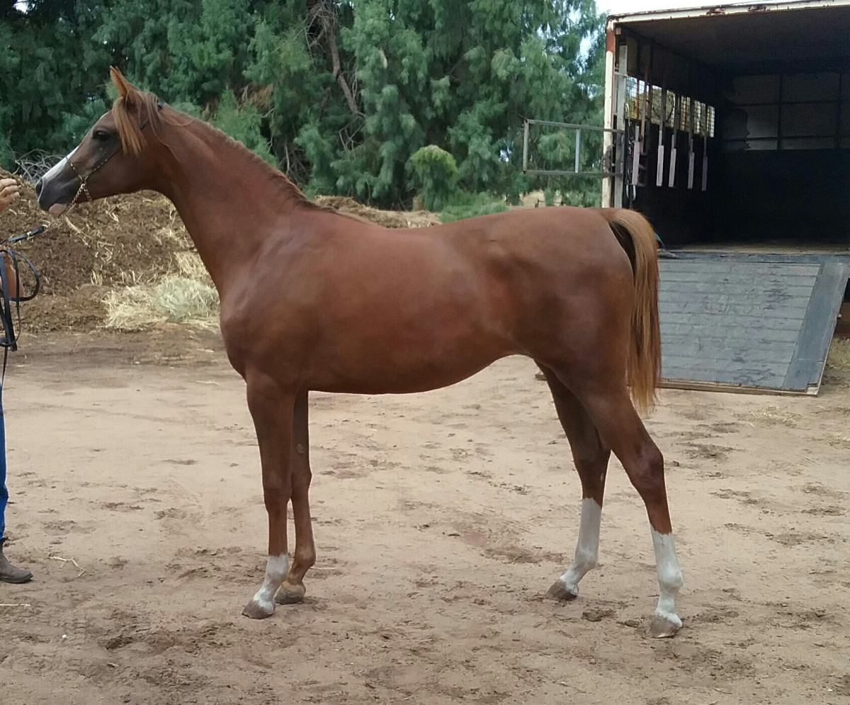 Beautiful registered Anglo Arabian mare Cavalletti Equine Marketplace