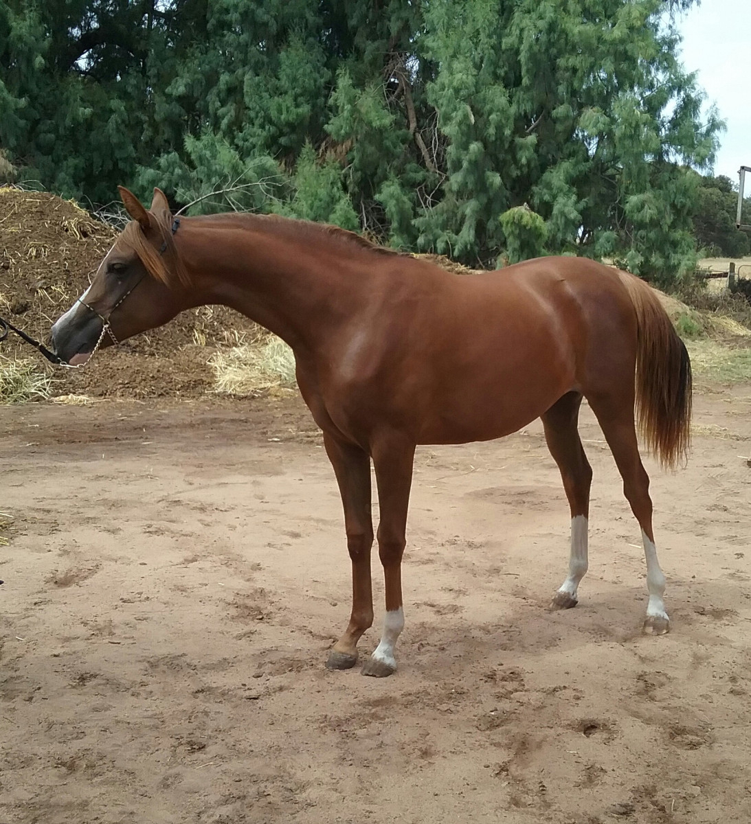 Beautiful registered Anglo Arabian mare Cavalletti Equine Marketplace