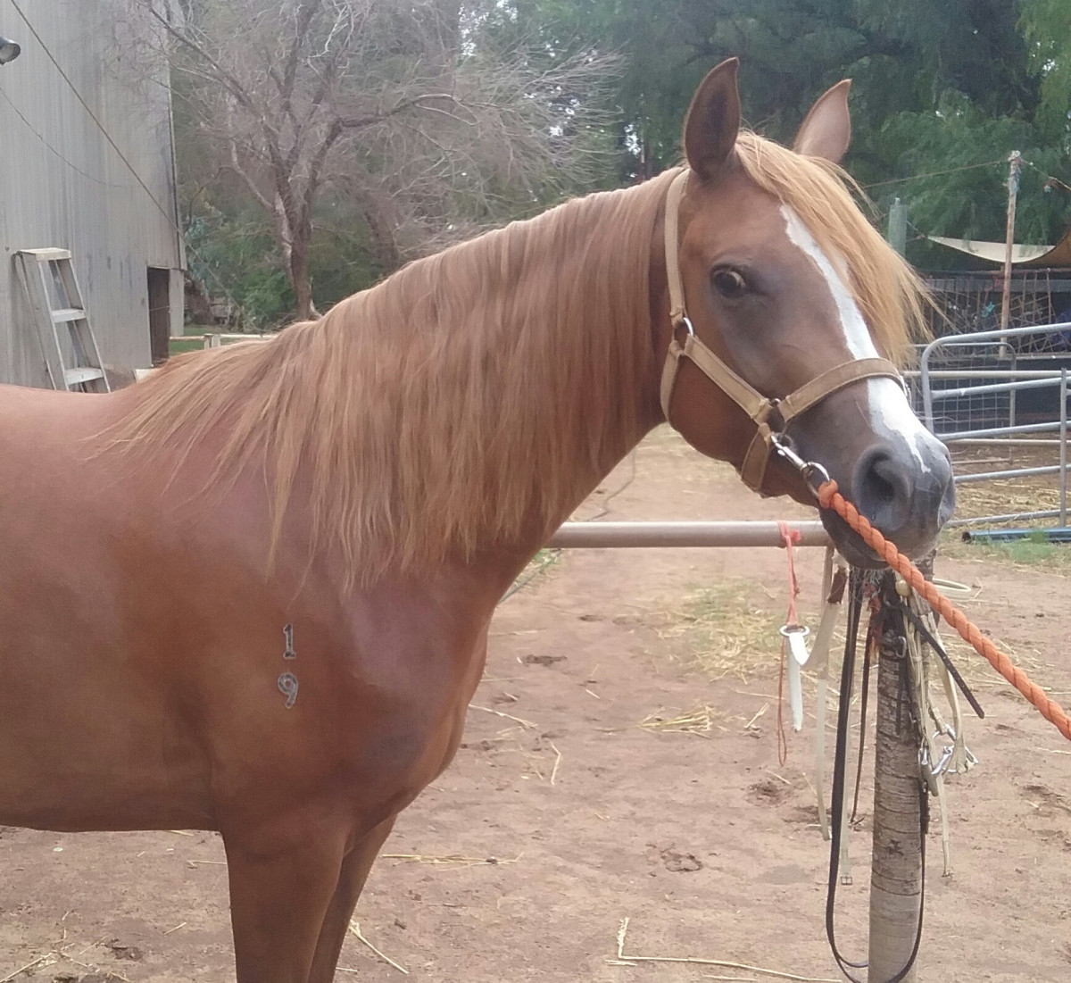 Beautiful registered Anglo Arabian mare Cavalletti Equine Marketplace