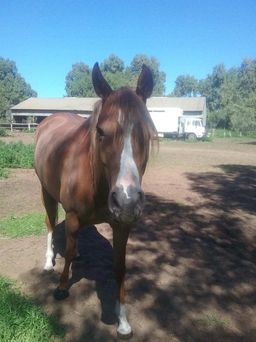 Beautiful registered Anglo Arabian mare Cavalletti Equine Marketplace