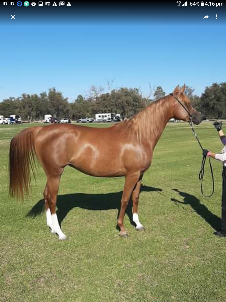 Beautiful registered Anglo Arabian mare Cavalletti Equine Marketplace