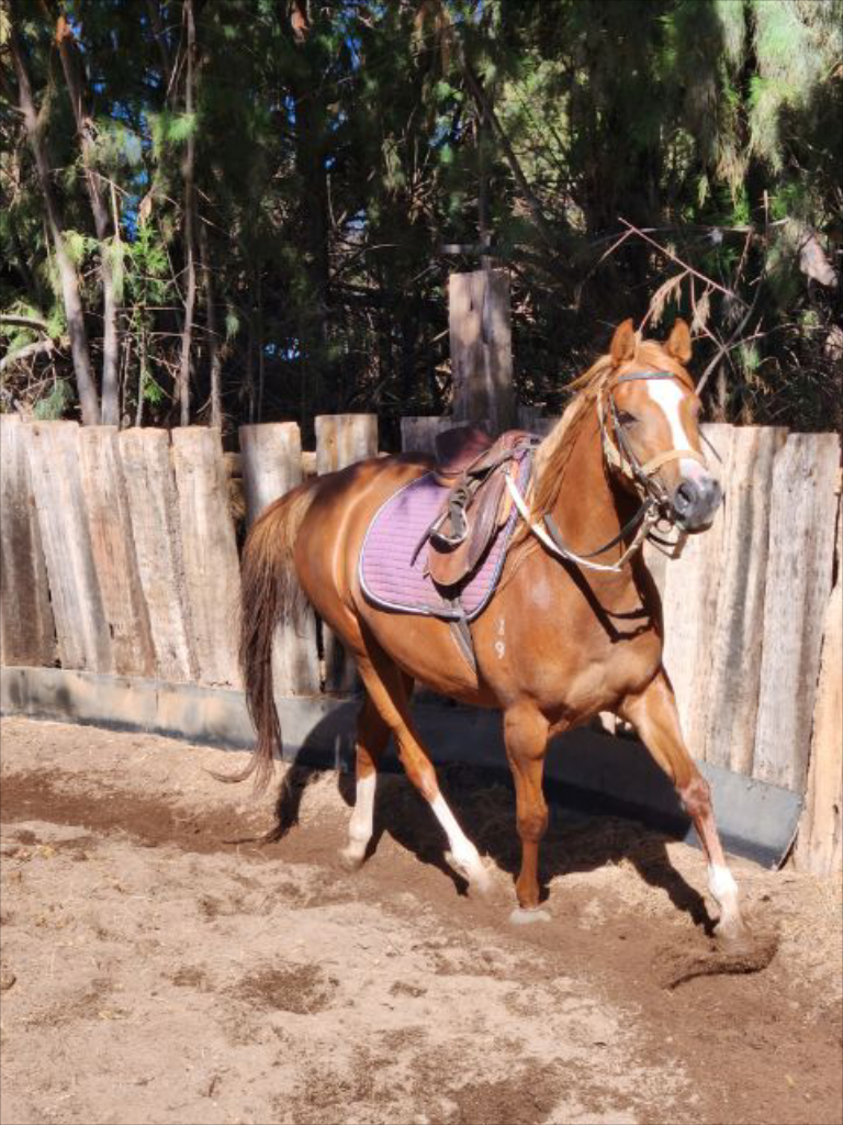 Beautiful registered Anglo Arabian mare Cavalletti Equine Marketplace