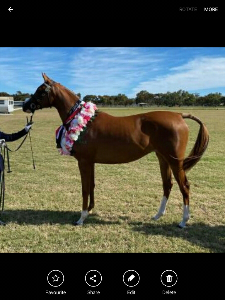 Beautiful registered Anglo Arabian mare Cavalletti Equine Marketplace
