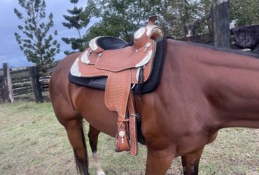 Mark Schaffer Show Saddle