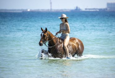 All rounder – Polo/Polocrosse/SJ/XC/PC/ARC