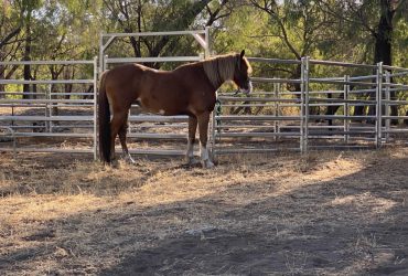 Wouriepool Clydesdale cross Tb
