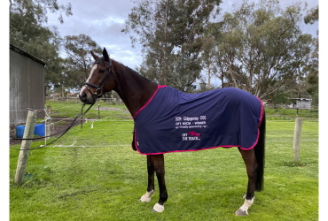 Stunning, versatile thoroughbred with presence.