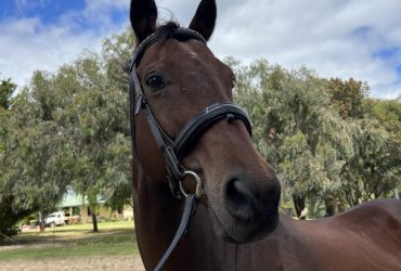 Needs an experienced rider
