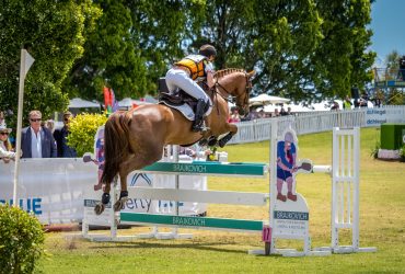 Competitive Jumping horse perfect for a junior