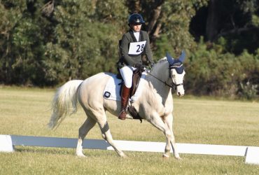 Competitive, sensible, young upcoming all round mount