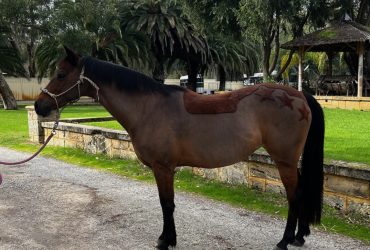 Quiet fun safe pony