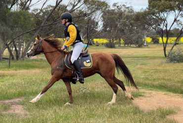 Prettiest pony on the ring. 12.2 Riding Pony