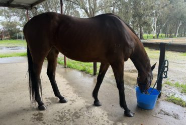 Stunning TB Mare