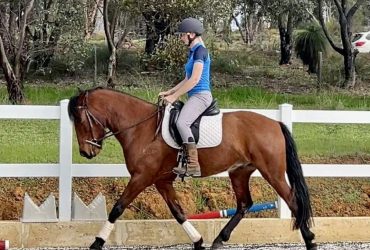 Future Working Equitation Star