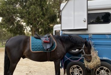 RIDING PONY X TB