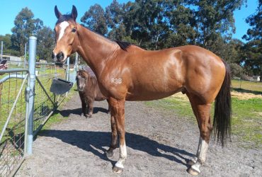 Big good-looking 6 yr old OTTB gelding