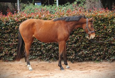 Young dressage mare by Quantensprung