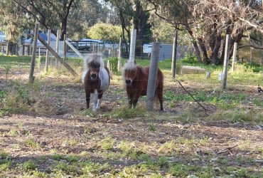 Mini ponies – mother and son