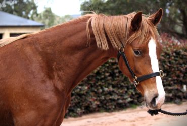 Future dressage star by Sir Donnerhall