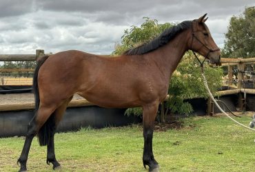 Ultimate Sport Horse