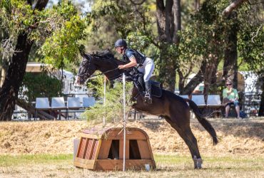 Well-Bred Warmblood Gelding – Ready for someone to take the reins