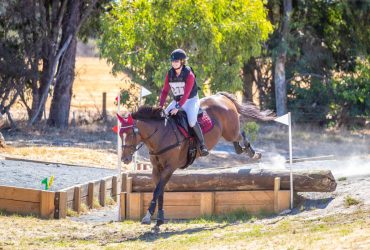 Easygoing, all rounder, chill temperament mare
